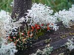 Moss and Lichen
